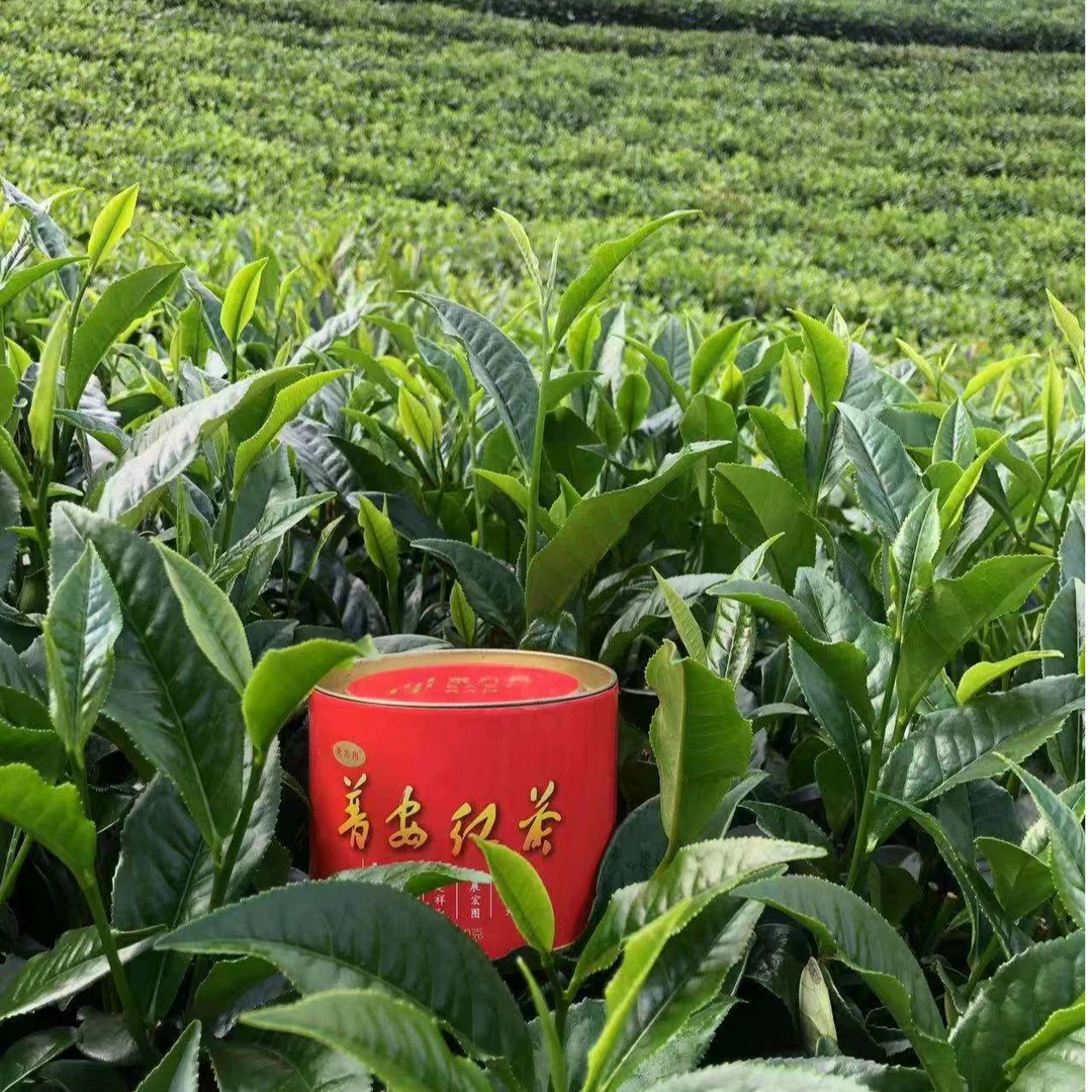 東方冉·普安红茶原生态干净健康高山云雾二级办公自饮