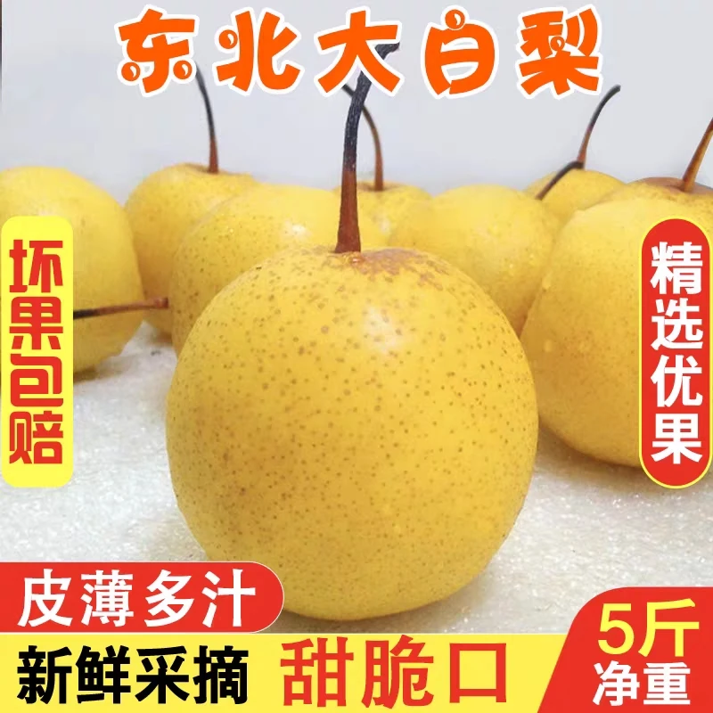正宗绥中大白梨京白梨新鲜皮薄净重多汁精选采摘新鲜皮薄净重多汁