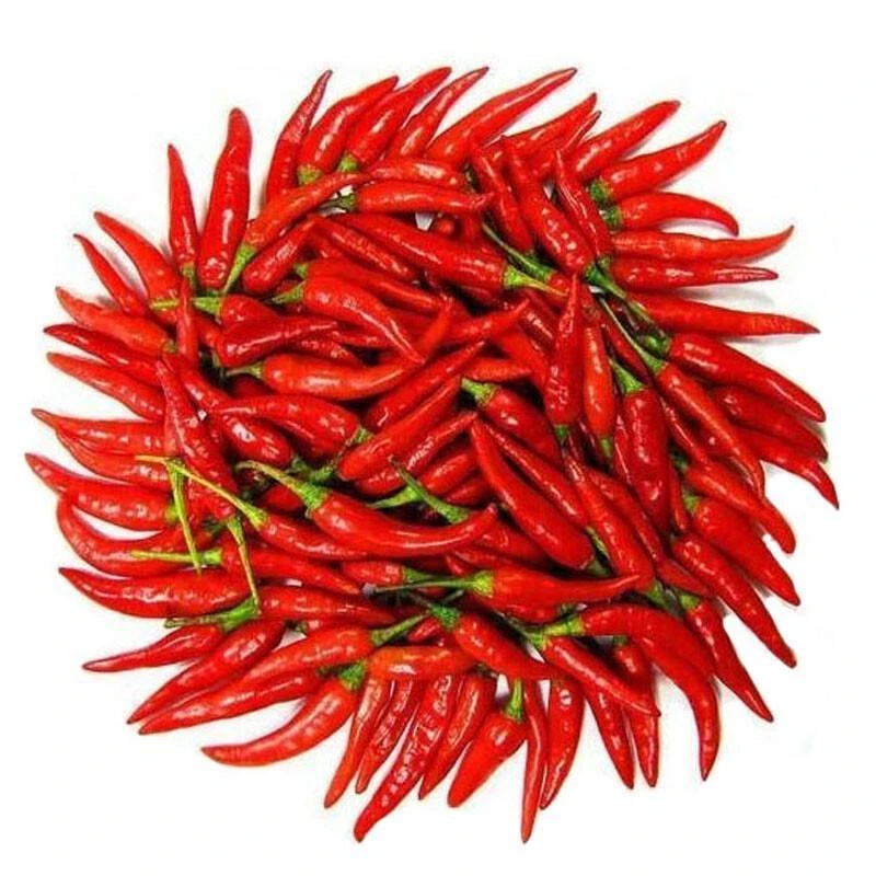 红小米椒小米辣椒100g 朝天椒