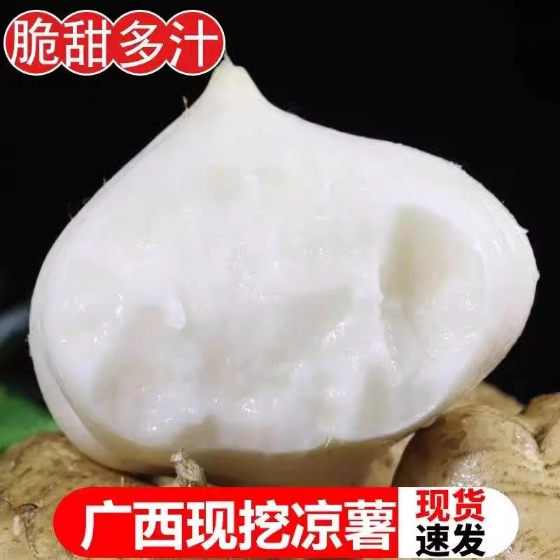 广西凉薯新鲜现挖白地瓜农家特产清甜水果沙葛土番薯白心土瓜沙薯