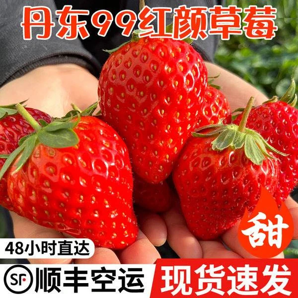 【顺丰包邮】正宗丹东99草莓新鲜水果红颜牛奶奶油九九大草莓孕妇果