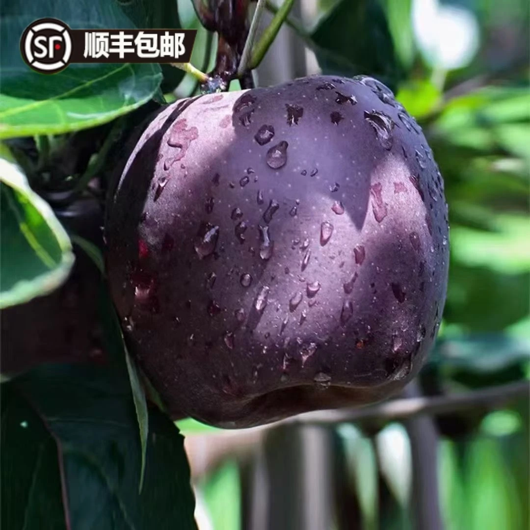 【顺丰包邮】云南昭通黑卡苹果黑钻黑色纯甜苹果新鲜当季现摘现发