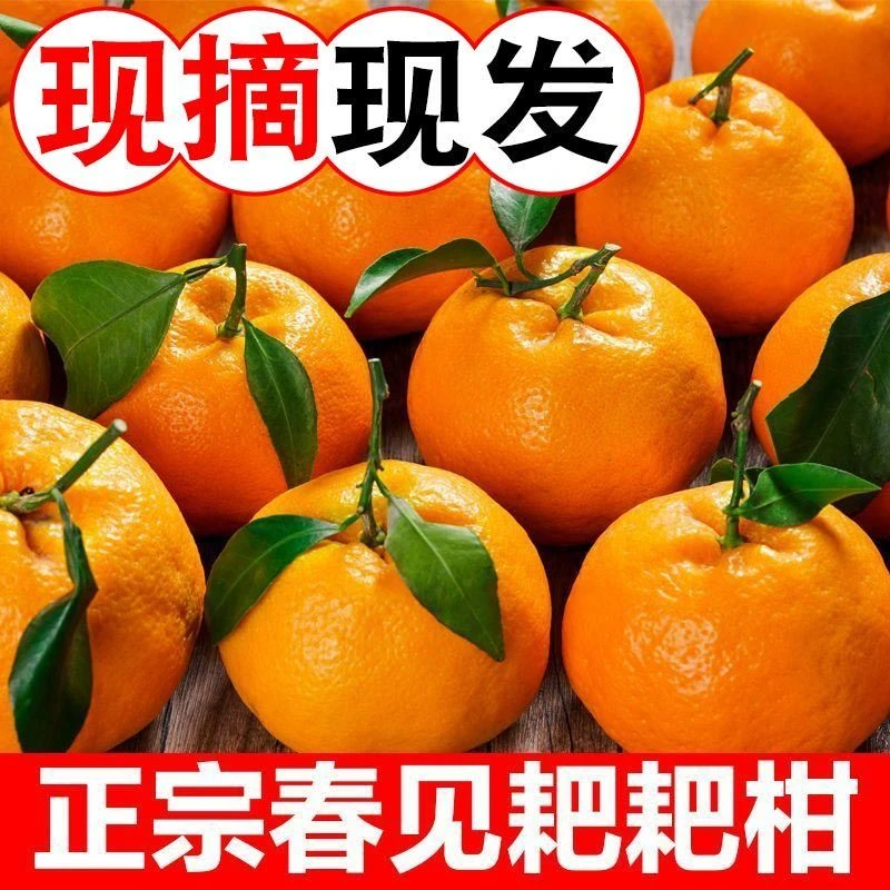 四川正宗春见耙耙柑橘子桔子当季新鲜孕妇水果橘子香甜丑八怪丑橘