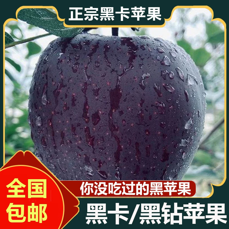 【顺丰包邮】云南昭通黑卡苹果黑钻黑色纯甜苹果新鲜当季现摘现发