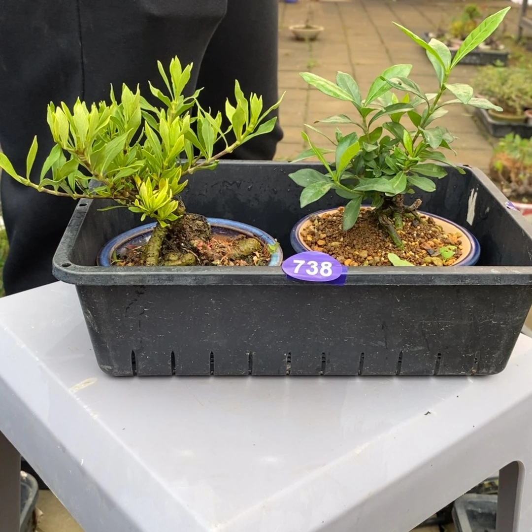 红陶20CM（含）-50CM（不含）至*宝738