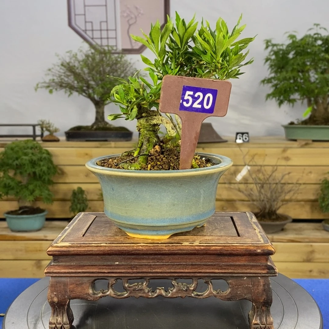 红陶20CM（含）-50CM（不含）囍****茶520