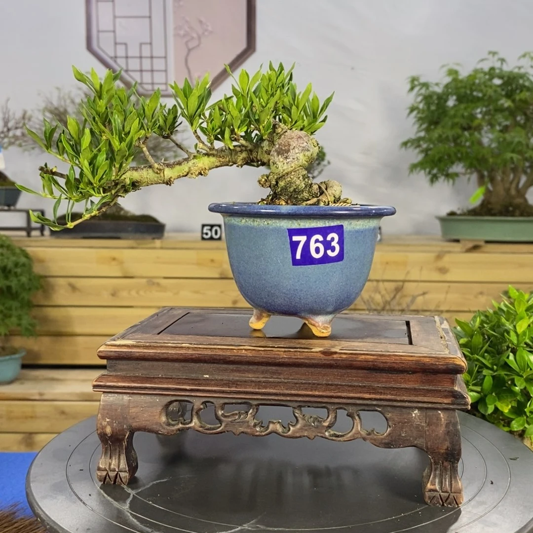 红陶20CM（含）-50CM（不含）玉*辰763