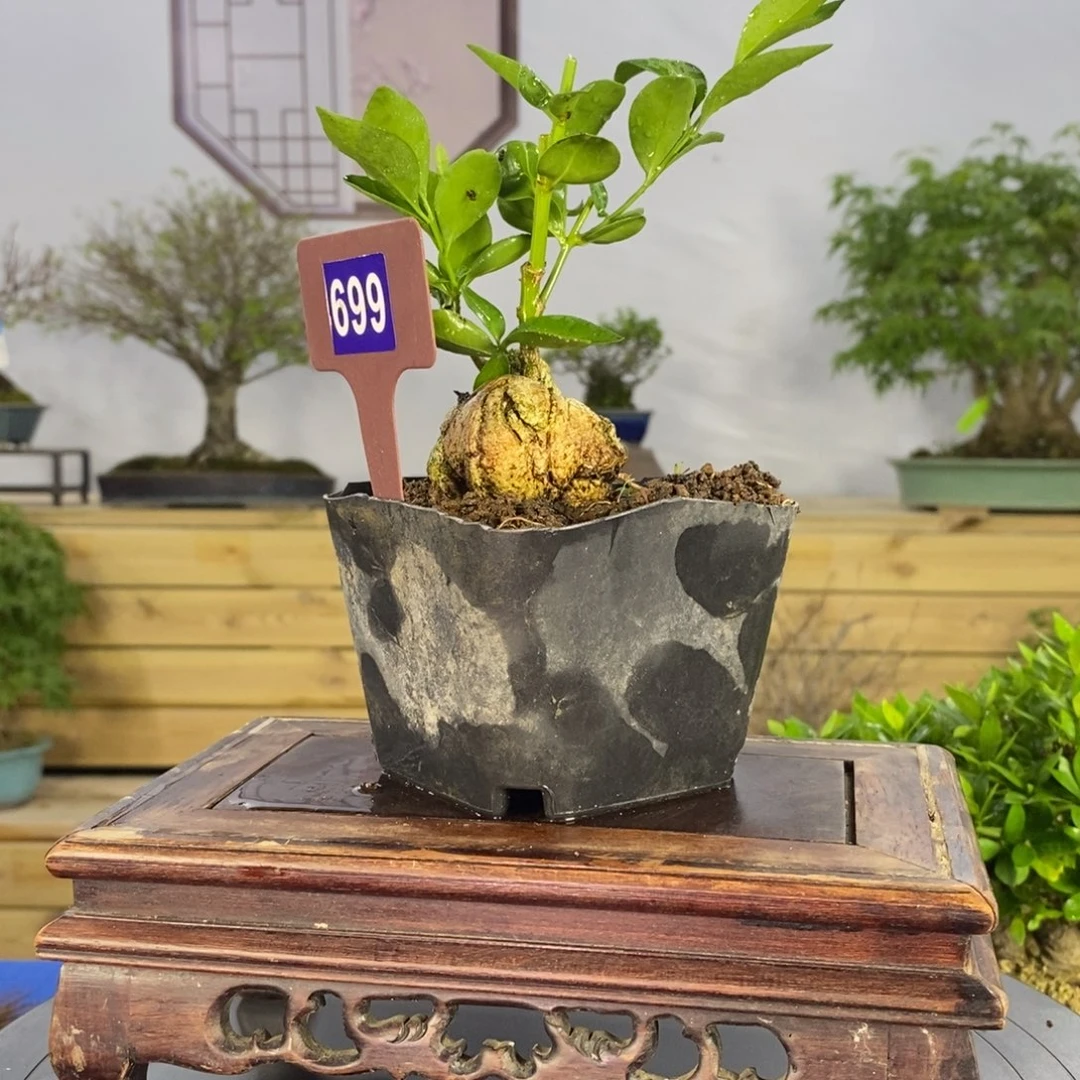 红陶20CM（含）-50CM（不含）肖*699
