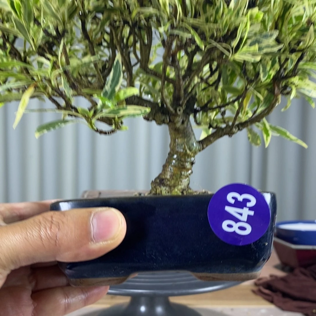 红陶r****）Aassddfffg 843