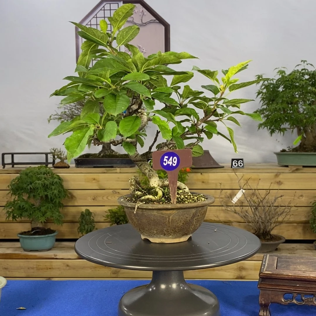 红陶20CM(含)-50CM(不含)东****9549