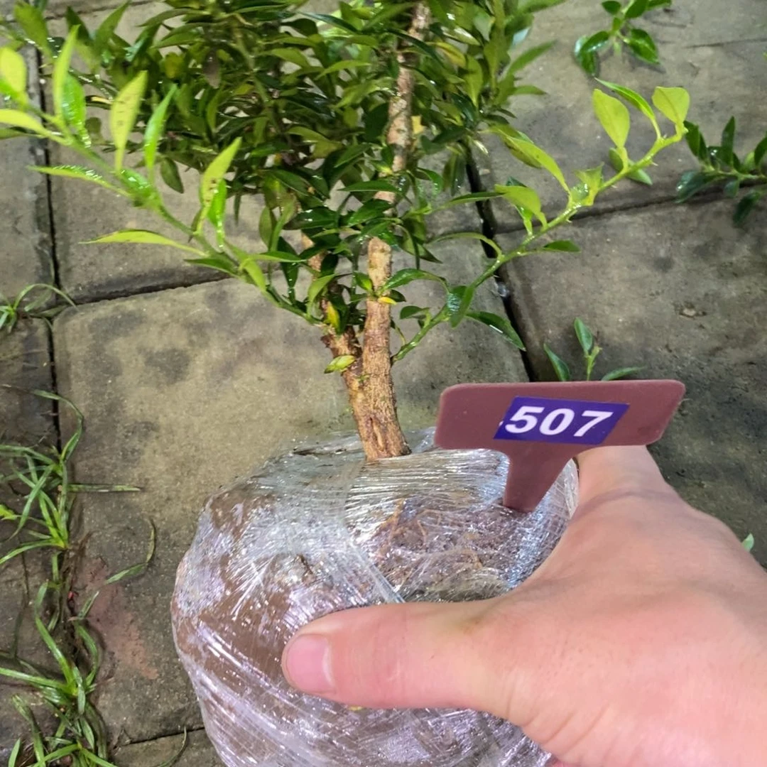 红陶20CM（含）-50CM（不含）栀**悟507