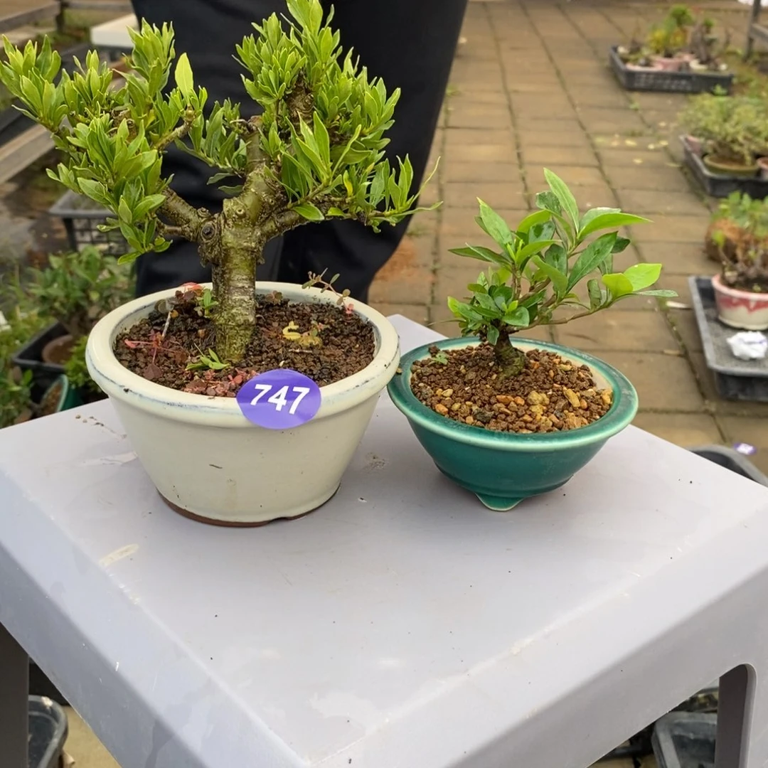 红陶20CM（含）-50CM（不含）弘*747