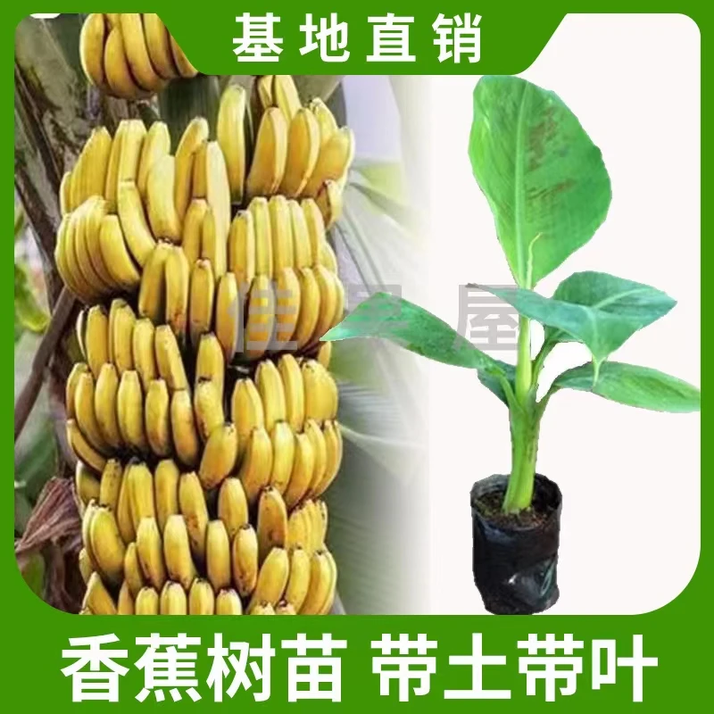 正宗优质香蕉树苗带土带叶当年结果盆栽地栽庭院果树苗四季种植
