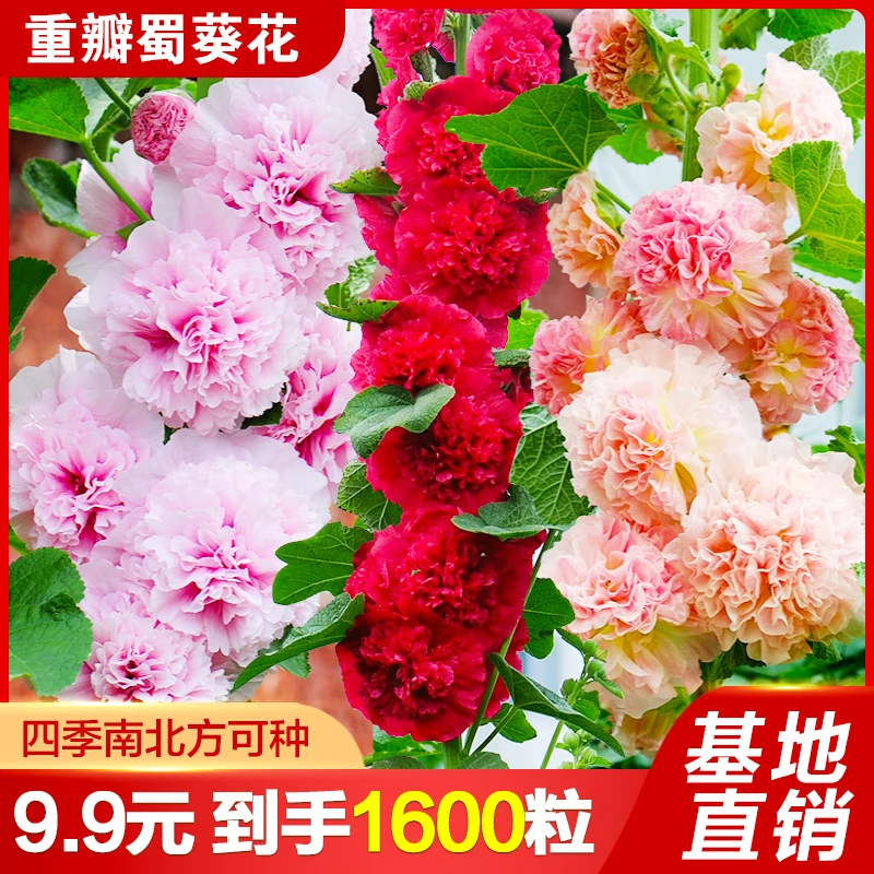 1600粒仅9.9】蜀葵花种子混色重瓣多年生四季易活发芽率高阳台小院