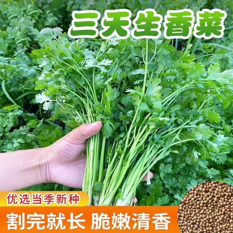 【生菜杨姐】香菜种子四季大叶家庭清香精选良种鲜嫩营养丰富种植