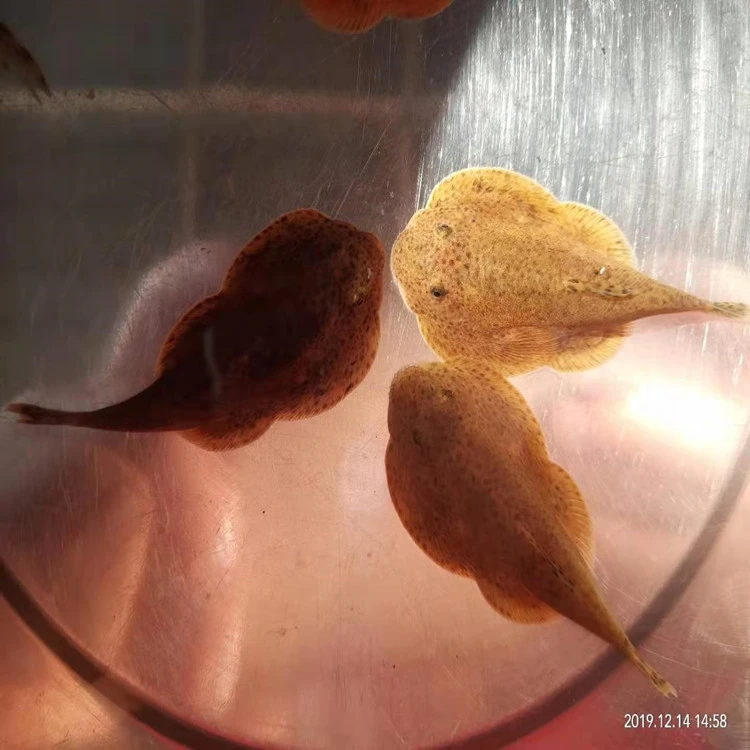 原生琵琶鳅冷水观赏鱼贵州爬岩鳅大吸盘清理鱼缸壁皮实耐活不加温