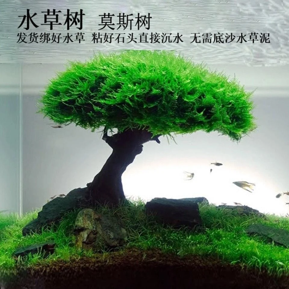 莫斯树懒人水草沉木鱼缸造景迎客松造型单头莫斯树成品新手水草