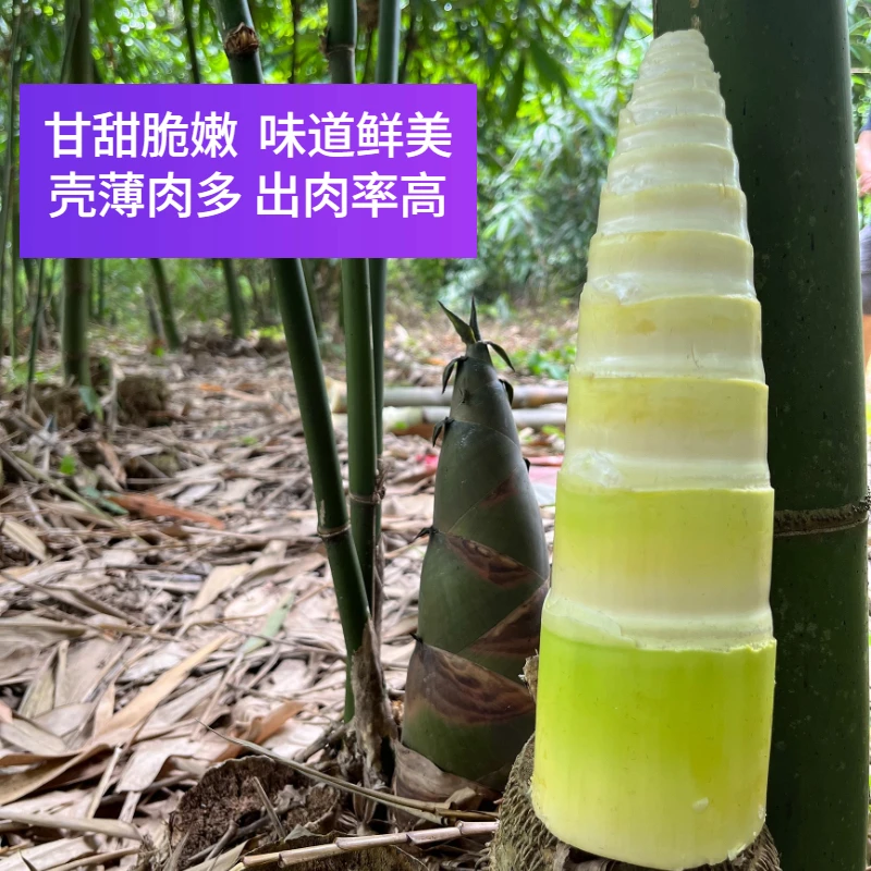 英德麻竹笋新鲜竹笋带皮发货脆嫩爽口健康新鲜麻竹笋美味