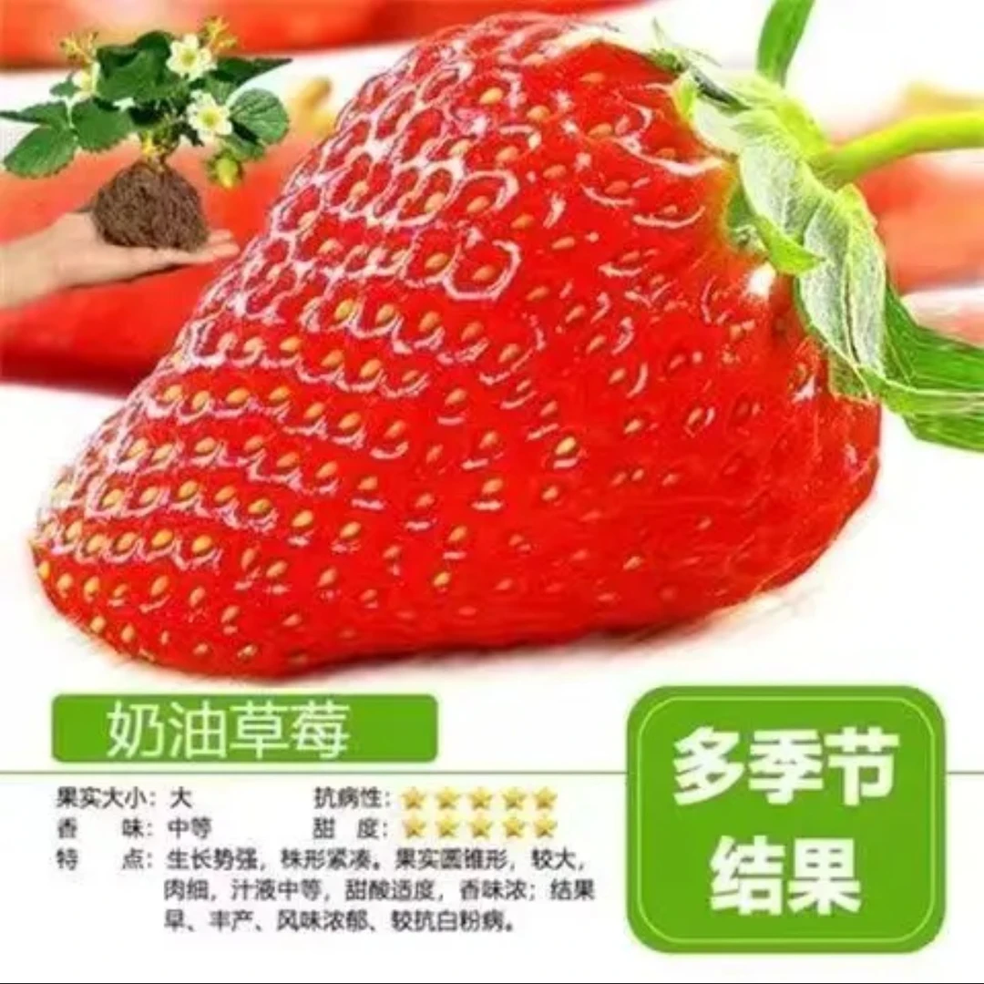 丹东草莓宁玉红颜奶油四季新鲜食用带盆土阳台易种活