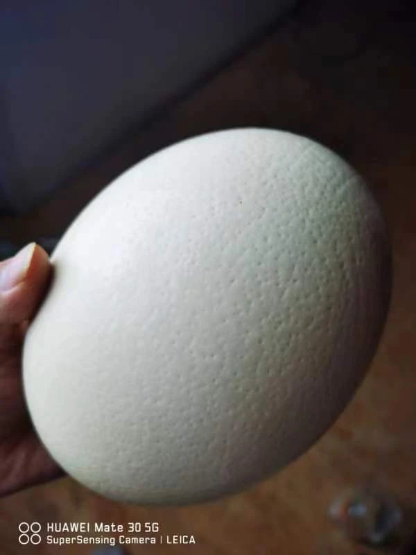 如山鸵鸟养殖基地原产地直供，鸵鸟蛋128一个包邮