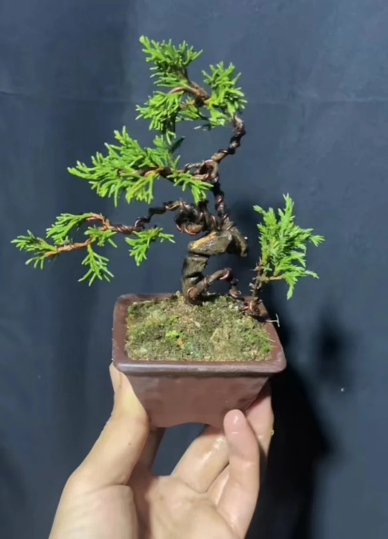 定制解读茶台绿植韩国办公室真柏盆景（一物一拍）私拍不发货水杨梅