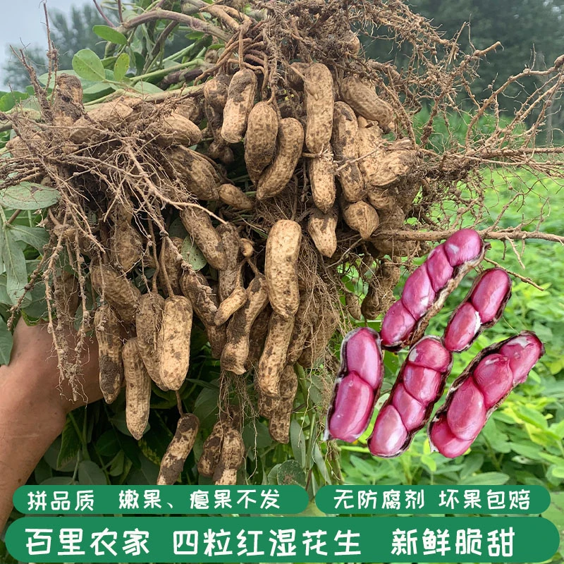 2025新鲜现挖四粒红带壳花生水煮生鲜红皮红衣湿花生带泥新货花生