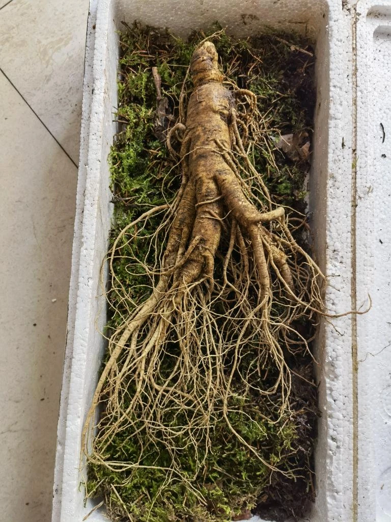 特价人参商品改价链接（勿拍）