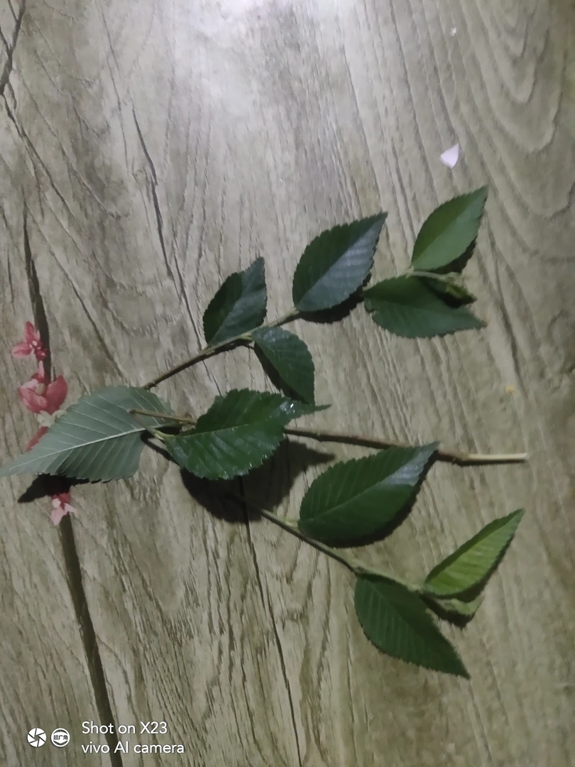 新疆哈密园艺摆件直播视频截屏为主，随机发货