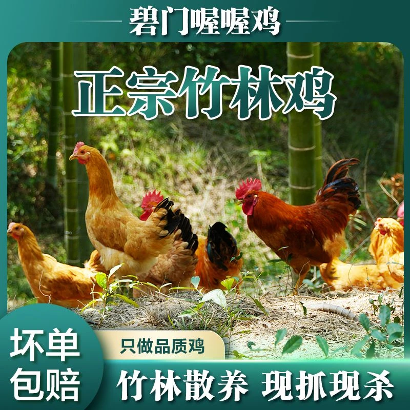 【散养老母鸡】安吉农家散养老母鸡跑山竹林鸡土鸡老母鸡肉质鲜美