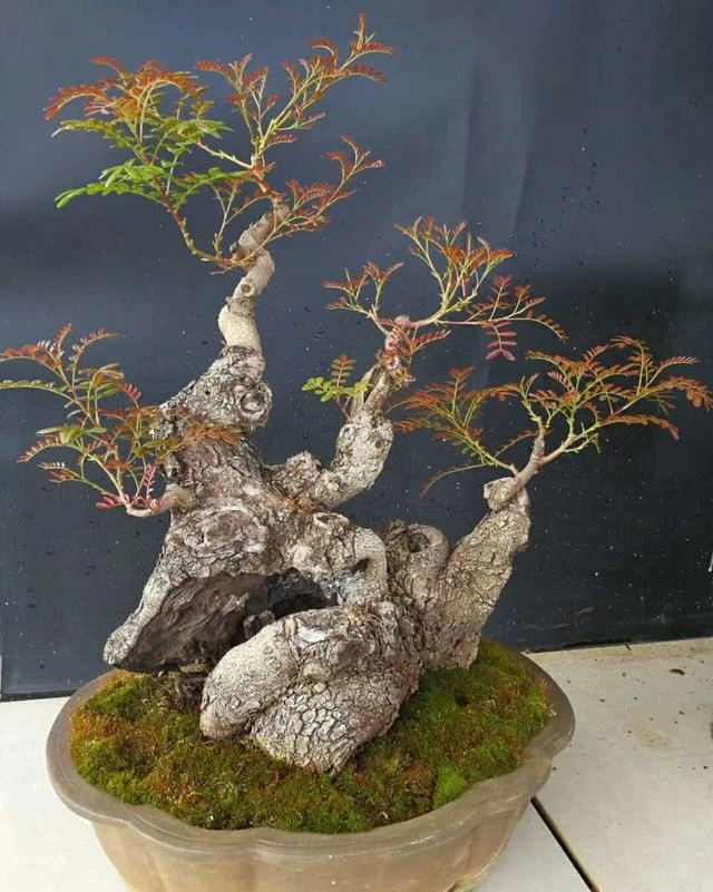 清香木 直播间一物一拍