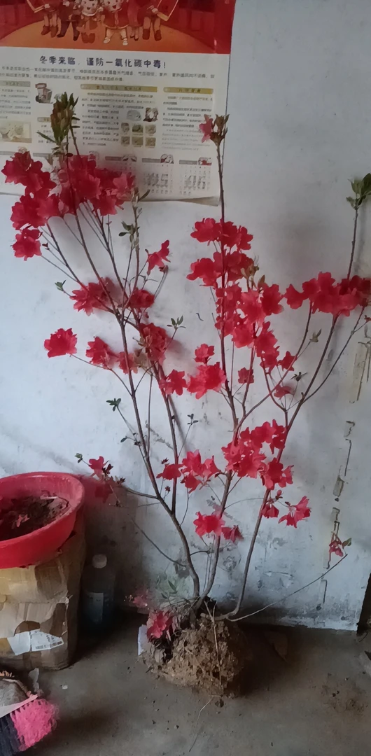 映山红山丹丹花开红艳艳