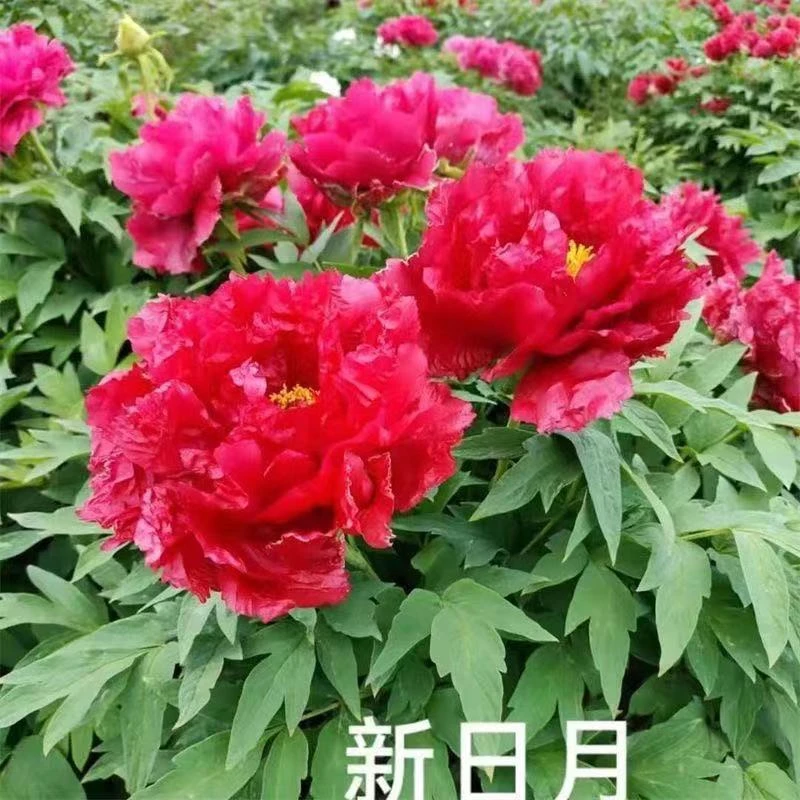 新日月 精品牡丹 先发肥秋季发苗