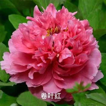 卷叶红 精品牡丹 先发肥秋季发苗