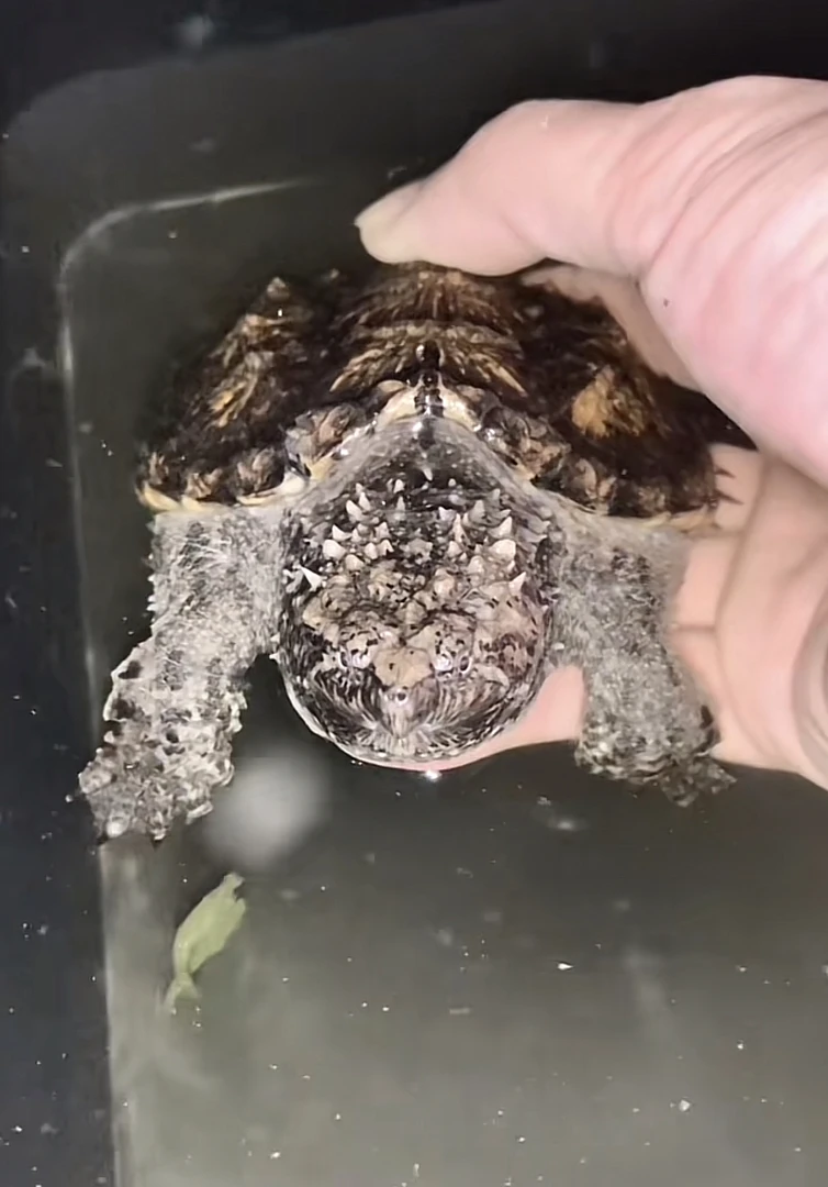 小乌龟小鳄鱼龟水龟观赏龟宠物龟