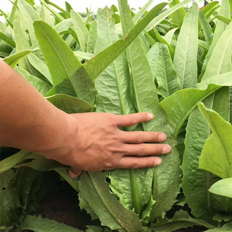油麦菜种子大叶耐热四季农家阳台盆栽油麦苦菜大颗青菜蔬菜种籽