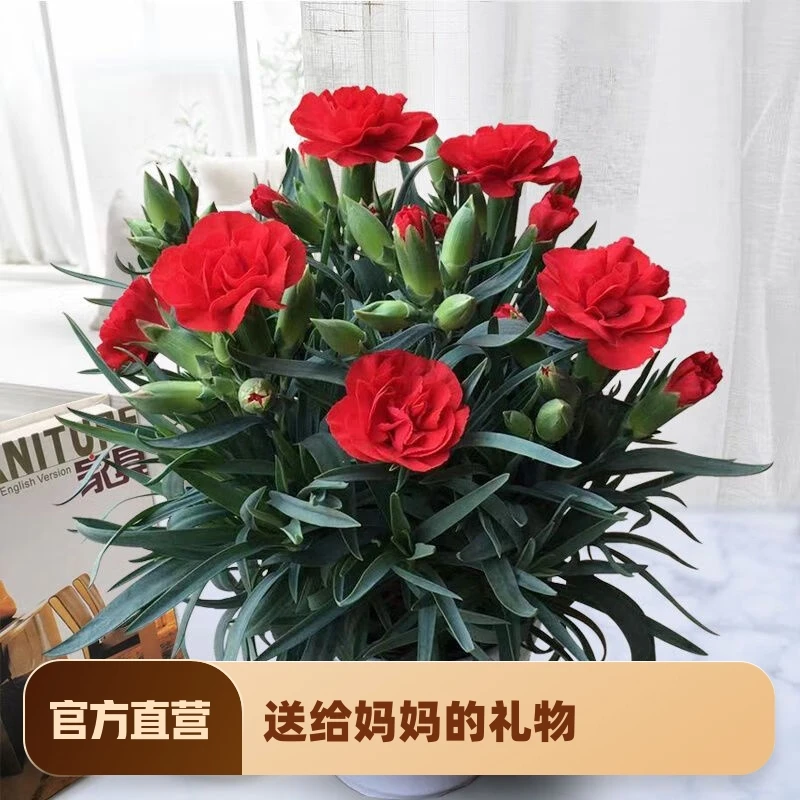 康乃馨盆栽花苗带花苞室内阳台绿植物好养活四季开花杜鹃花卉树苗