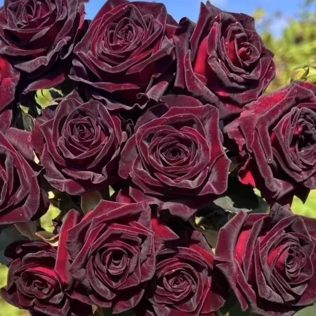 【黑巴克】丝绒质感切花四季开花阳台庭院