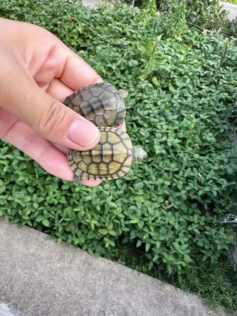 黄喉拟水龟 小青