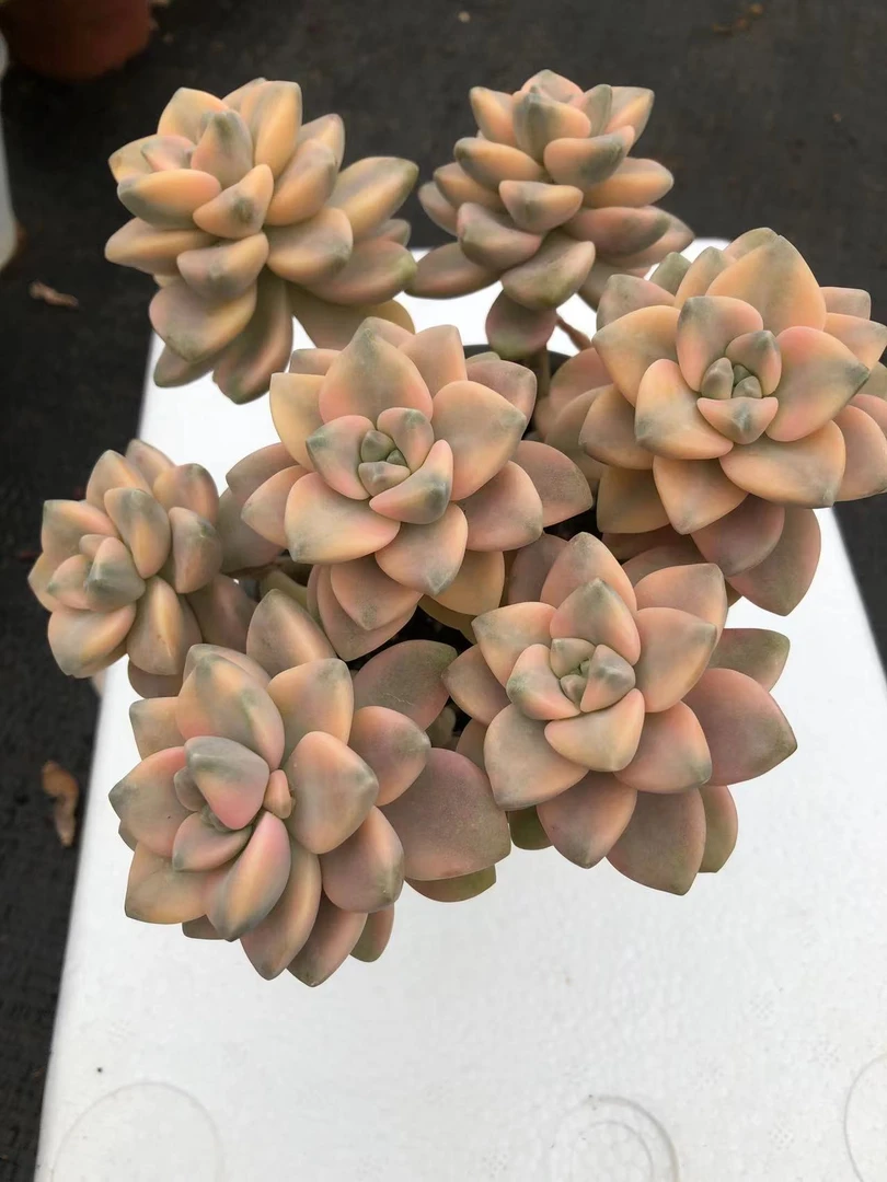美杏锦（喜乐多肉）带盆带土  多肉植物