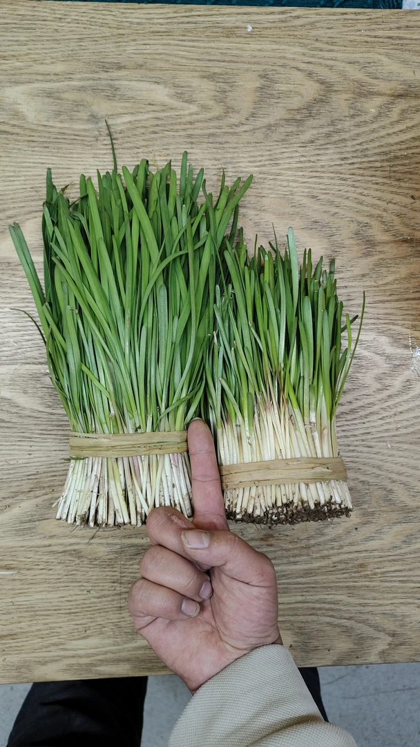 山东头刀笨韭菜放心吃韭菜香味浓郁农家老品种韭菜现割现发批发