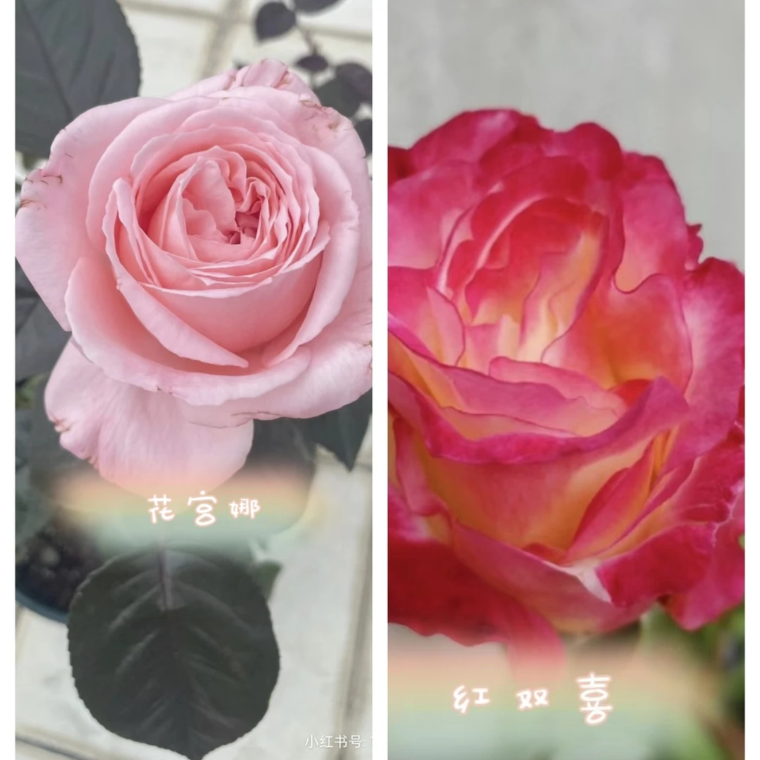 一加仑根接苗原盆带土发货