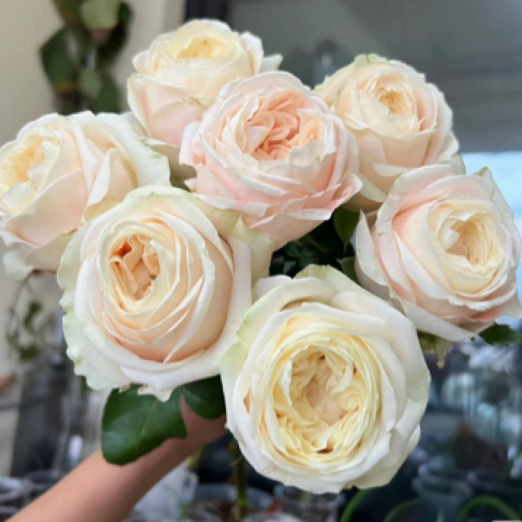 艾洛尔 一加仑根接 大花