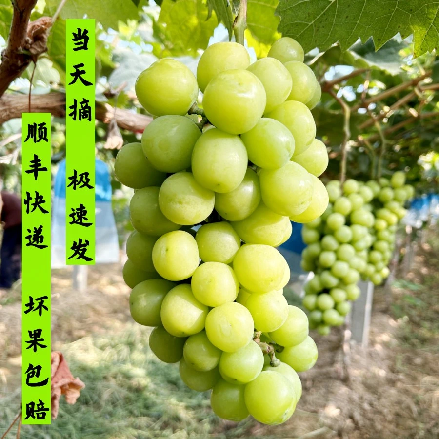 正宗阳光玫瑰葡萄 提子精品自然成熟新鲜应急水果爆甜1/2/5斤包邮