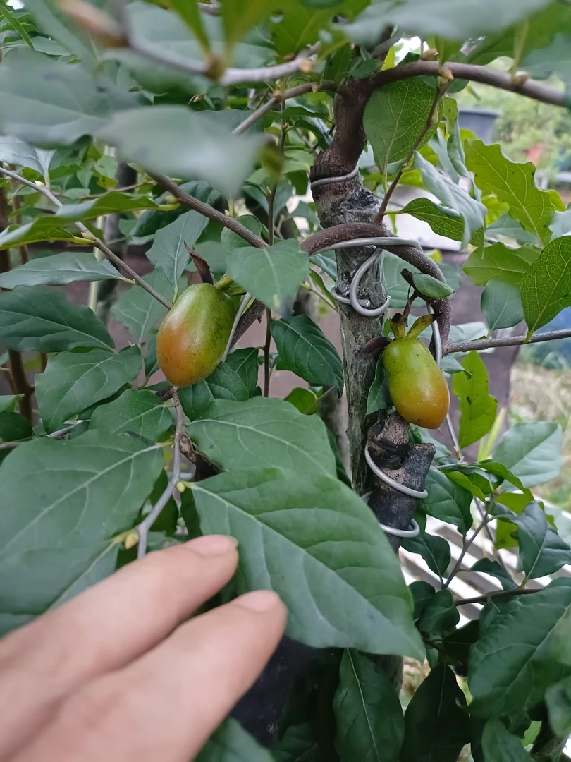 盆景爱好老鸭桩桩