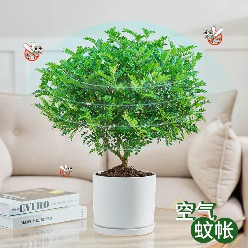 正宗清香胡椒木盆栽花卉室内外驱蚊草植物树苗老桩盆景九里香绿植