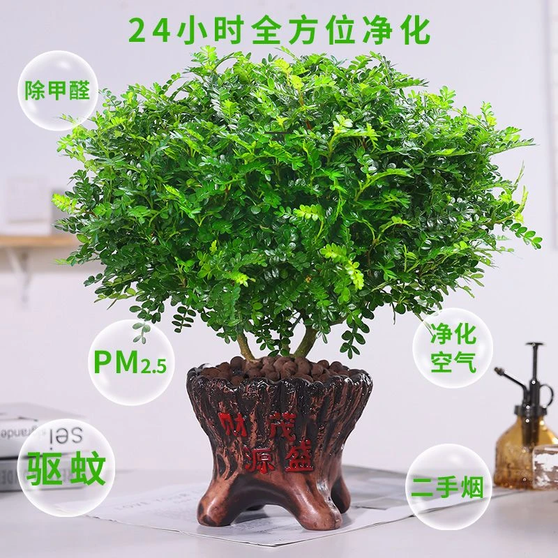正宗清香胡椒木盆栽花卉室内外驱蚊草植物树苗老桩盆景九里香绿植