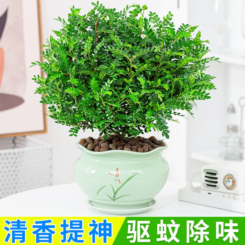 正宗清香胡椒木盆栽防驱蚊草植物提神花卉好养卧室内四季常青盆景