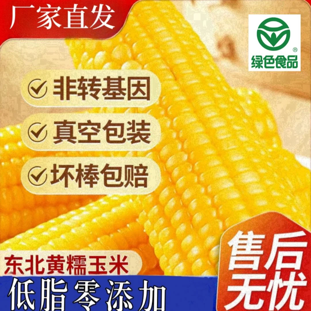 【试吃一根】东北黄糯玉米240g-300g软糯香甜黏苞米粗粮8支