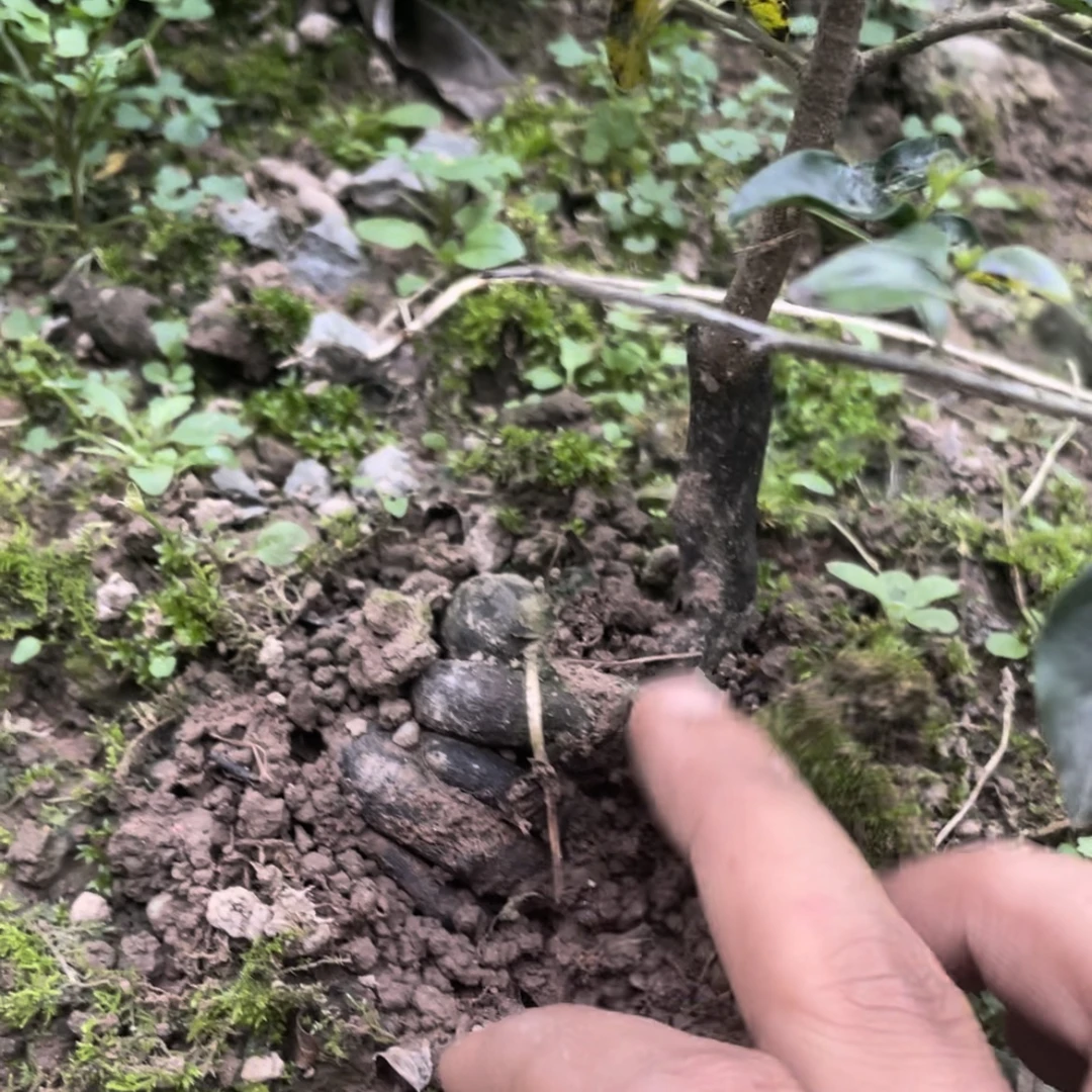 金弹子籽播苗，一物一拍