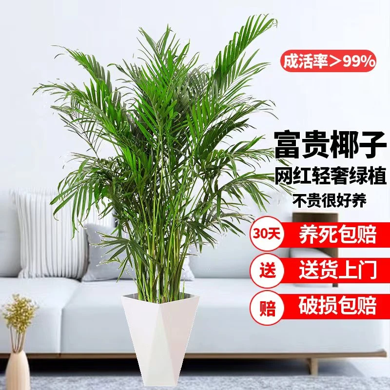 【1米4-1.6米】富贵椰子凤尾竹盆栽散尾葵植物盆栽网红绿植净化空气